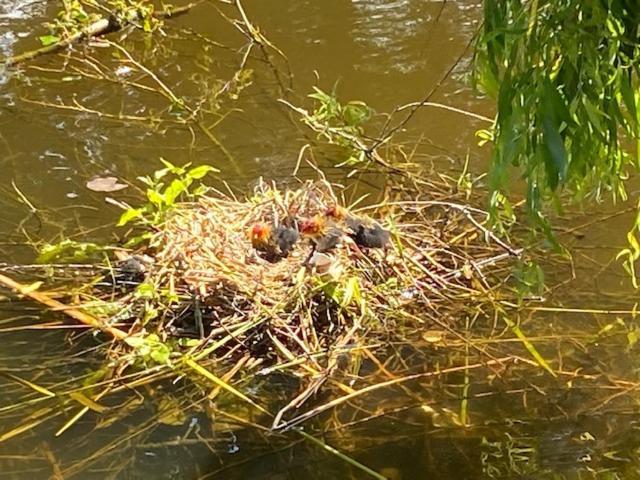 Vakantiehuisje Makkum Nl - T11 Zewnętrze zdjęcie